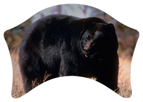 DABAN-301 Black Bear